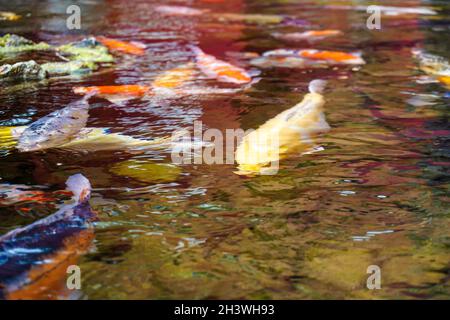 Ein See voller großer und farbenfroher Fische, die auf der Wasseroberfläche schwimmen. Foto in der Nähe des Fisches Stockfoto