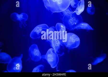 Unterwasserbild mit vielen Quallen, die in tiefblauem Wasser schwimmen Stockfoto