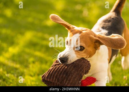 Beagle Hund Spaß im Garten draußen laufen und springen mit Kugel Stockfoto