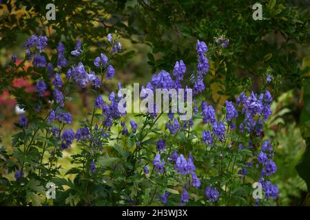 Blaue Blüten des herbstblühenden Aconitum carmichaelli Arendsii. Stockfoto