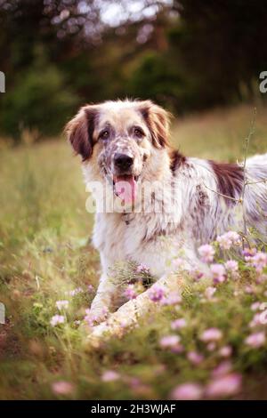 Großer Hund, der in rosa Blumen liegt und lächelt Stockfoto