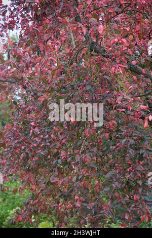 Nahaufnahme des bunten Euonymus europaeus Red Cascade mit roten Blättern im Herbst. Stockfoto