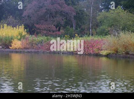 RHS Wisley pflanzte im Oktober gesehene Grenzen mit Herbstfarbe. Stockfoto