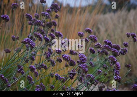 Violette Blüten der Verbena bonariensis im Herbst. Stockfoto