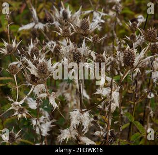 Tote Blütenköpfe des Silbergeistes Eryngium giganteum im Herbst. Stockfoto