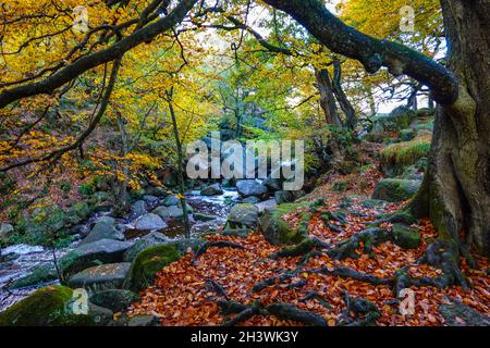 Farbenfrohe Herbstwälder in Padley Gorge, Peak District National Park, Derbyshire Stockfoto