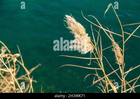 Schilf, an feuchten Orten; Es ist eine Art von langen und hohlen Pflanze, die in der Nähe eines Sees oder Flusses wächst. Stockfoto