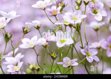 Zarte weiße rosa Blüten von Saxifrage-Moos im Frühlingsgarten Stockfoto