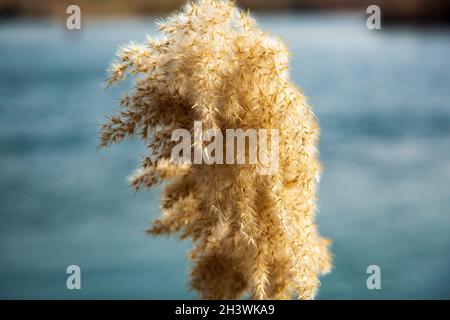 Schilf, an feuchten Orten; Es ist eine Art von langen und hohlen Pflanze, die in der Nähe eines Sees oder Flusses wächst. Stockfoto