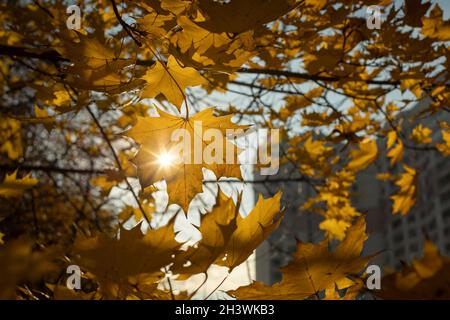 Die Sonne scheint durch den Ahornfuchs. Herbstfarben. Ahornblätter wurden gelb. Herbststimmung in der Natur. Stockfoto