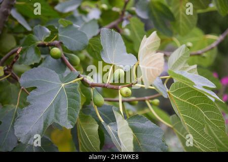 Junge Feigen am Feigenbaum. Stockfoto