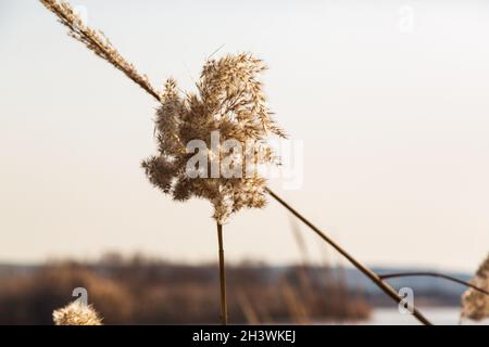 Schilf, an feuchten Orten; Es ist eine Art von langen und hohlen Pflanze, die in der Nähe eines Sees oder Flusses wächst. Stockfoto