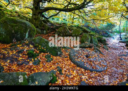 Farbenfrohe Herbstwälder mit altem Mühlstein in Padley Gorge, Peak District National Park, Derbyshire Stockfoto