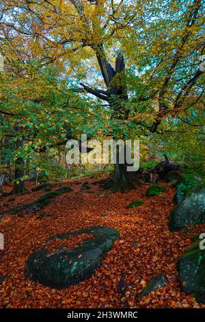 Farbenfrohe Herbstwälder in Padley Gorge, Peak District National Park, Derbyshire Stockfoto