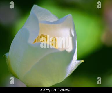 Jasminblüte wächst auf dem Busch im Garten mit Sonnenstrahlen und Bokeh Stockfoto