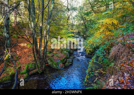 Farbenfrohe Herbstwälder in Padley Gorge, Peak District National Park, Derbyshire Stockfoto