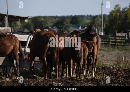 Die Pferdefamilie steht hinter dem Zaun und isst Heu mit den mit den Schwänzen umgedrehten Eseln. Viele braune kleine und große Fohlen. Landleben an der frischen Luft Stockfoto