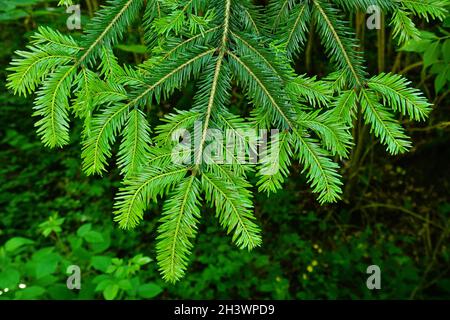 Weißtanne, Silbertanne, Neue Triebe im Frühjahr, Stockfoto