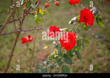 Blühende Hagebuttenblume, schöne rote Blume auf einem Buschzweig Stockfoto