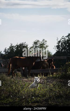 Kleiner weißer Schäferhund sitzt und bewacht Pferde auf der Weide. Charmanter Mischling sitzt im Gras. Pferdefarm im Dorf. Stockfoto