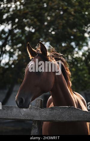 Ein erwachsener brauner Hengst mit weißem Fleck auf dem Kopf steht hinter dem Zaun, schaut vorsichtig voraus und schaut zu. Pferdeportrait. Landleben in frisch Stockfoto