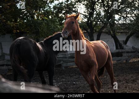 Zwei schöne Erwachsene Pferde kämpfen oder spielen hinter dem Zaun. Braune und schwarze Bruderhengste. Landleben an der frischen Luft und Pferdefarm mit tho Stockfoto