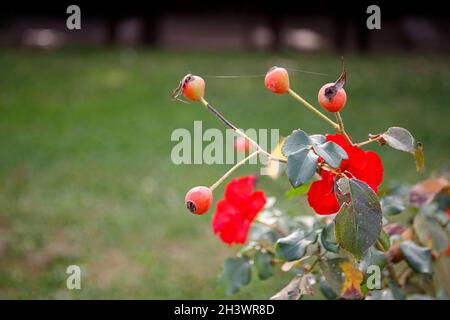 Blühende Hagebuttenblume, schöne rote Blume auf einem Buschzweig Stockfoto