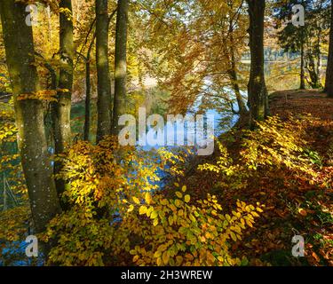 Waldwiese am Ufer des malerischen Sees. Vilshany Wasserreservoir am Tereblya Fluss, Transkarpatien, Ukraine. Wunderschön A Stockfoto