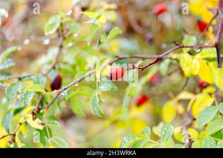 Nahaufnahme von Hunderose-Beeren. Hund Rose Früchte, Rosa canina. Wilde Hagebutten in der Natur. Stockfoto