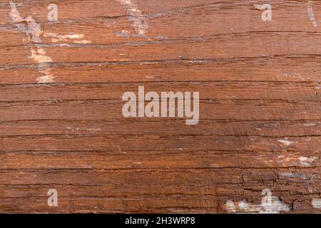 Natürliche Eichenstruktur mit schöner Holzmaserung, Walnussholz, Holzplanken Hintergrund. Rindenholz. Stockfoto