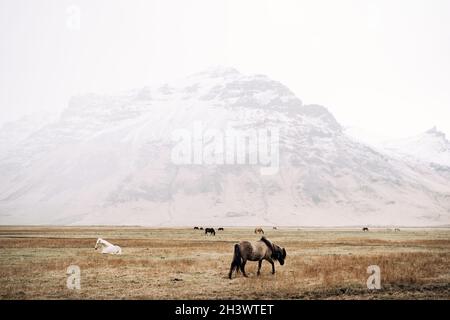 Das isländische Pferd ist eine Rasse von Pferden, die in Island angebaut werden. Pferde grasen auf einem Hintergrund eines Schneesturms. Stockfoto