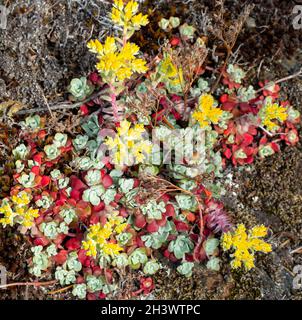 WA19734-00...WASHINGTON - Eine wilde dudleya, eine Sukkulante, die gut auf den felsigen Klippen oberhalb der Rosario-Straße im Sharpe Park wächst. Stockfoto
