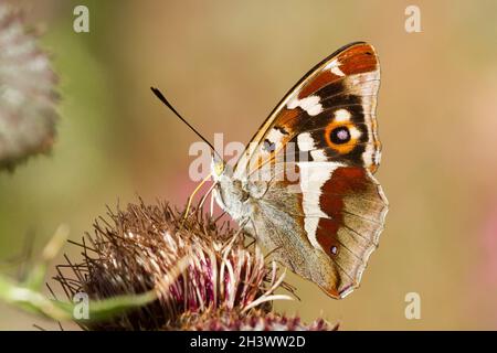 Der purpurne Kaiser (Apatura Iris), ein frisches Männchen, das sich an einer Blume ernährt (Cardus sp.). Aostatal, Italien. Stockfoto