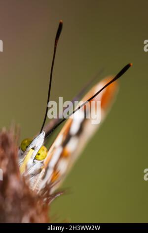 Der purpurne Kaiser (Apatura Iris), ein frisches Männchen, das sich an einer Blume ernährt (Cardus sp.). Aostatal, Italien. Stockfoto