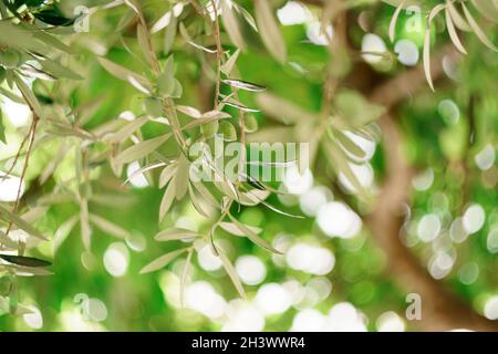 Eine Nahaufnahme von grünen Olivenfrüchten auf den Zweigen des Baumes zwischen den Blättern. Stockfoto