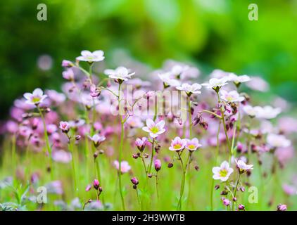 Zarte weiße rosa Blüten von Saxifrage-Moos im Frühlingsgarten Stockfoto