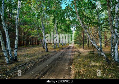 Straße, die durch einen Birken- und Kiefernwald führt Stockfoto