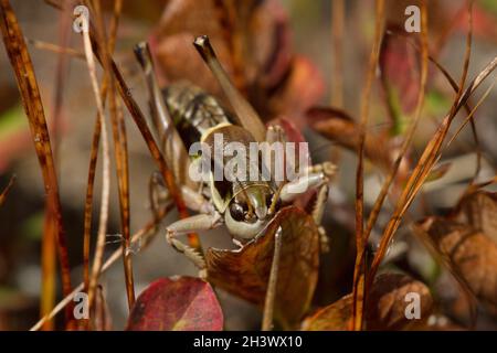 Ghilianis alpines Buschkricket (Anonconotus ghiliani), in seinem Lebensraum, ein Männchen. Eine endemische Art der norditalienischen Alpen. Naturpark Mont Avic, Aosta. Stockfoto