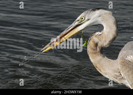 Extreme Nahaufnahme eines wilden Blaureihers mitten in einem großen Spritzwasser, der einen Fisch und eine Pflanze aus einem Teich in Florida holt. Stockfoto