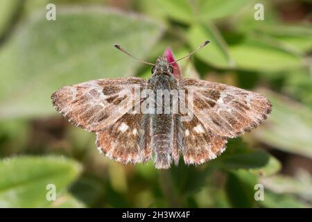 Carcharodus floccifera, ein kleiner Tagfalter der Familie Hesperidae. Aostatal, italienische Alpen. Stockfoto