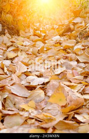 Herbstliches Laub an einem hellen, sonnigen Tag, mit einem sonnigen Glanz Stockfoto