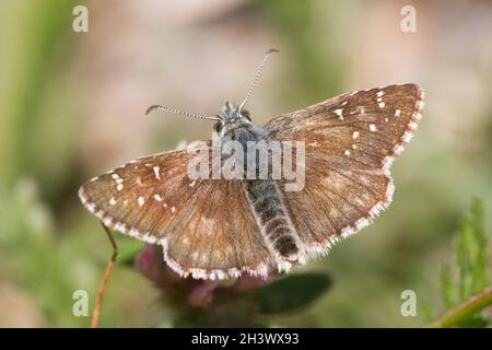 Der Karlinenskipper (Pyrgus carlinae) ist eine Art der Familie Hesperiidae, endemisch in den W-Alpen. Aostatal, italienische Alpen. Stockfoto