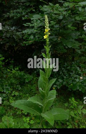 Kleinblütige Mullein Stockfoto