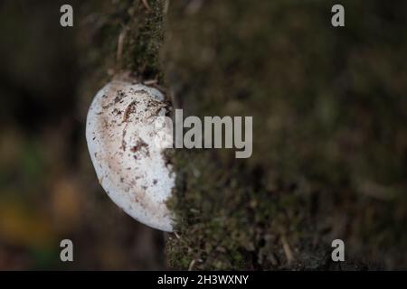 Konk Stockfoto