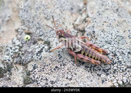 Nordische Bergheuschrecke (Melanoplus frigidus), ein Weibchen auf einem Stein. Naturpark Mont Avic, Aosta, Italien. Stockfoto