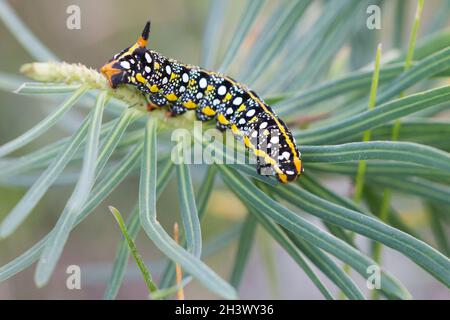 Der Sperber (Hyles euphorbiae), Raupe, die sich an einer Pflanze von Ephorbia sp., Aostatal, Italienische Alpen ernährt. Stockfoto