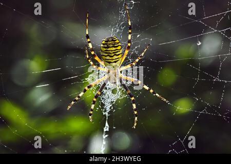 Wespenspinne (Argiope bruennichi). Stockfoto