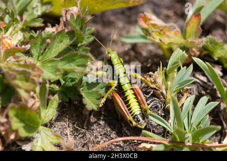 Piedemont Mountain grasshoppe (Epipodisma pedemontana), ein Männchen. Eine in den W-Alpen endemische Alpenart. Naturpark Mont Avic, Italien. Stockfoto