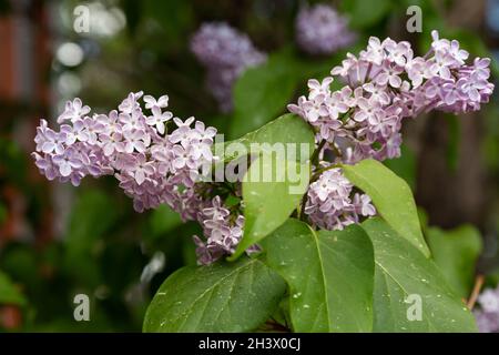 Flieder ist der gemeinsame Name der Olivenfamilie. Flieder ist sehr beständig gegen Kälte, die in der Dekoration von Gärten und Parks weit verbreitet ist. Stockfoto