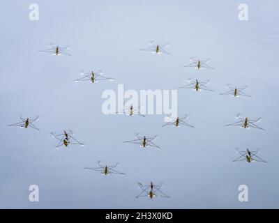 Gruppe von Wasserstreifern auf einem See Stockfoto